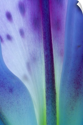 Stargazer lily blossom, detail.