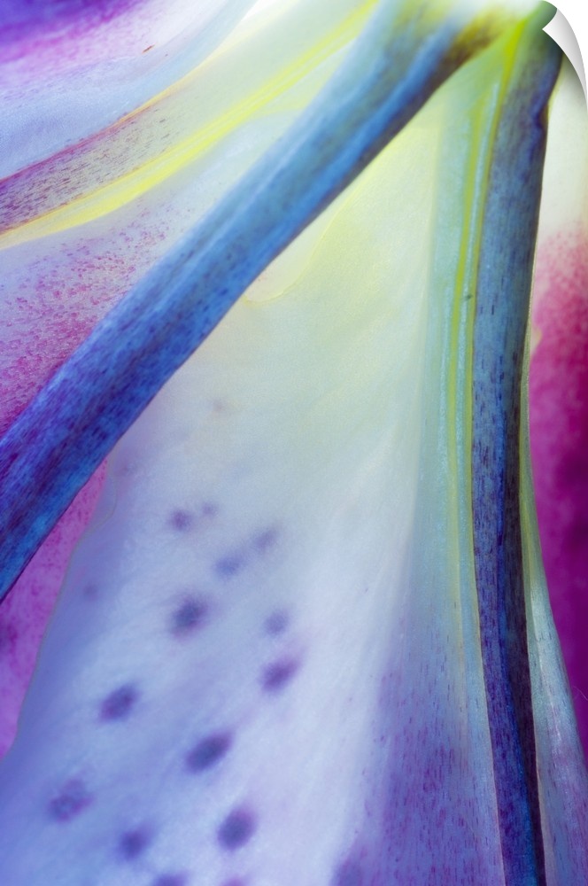 Portrait, close up photograph on a big canvas of part of a  multi-colored stargazer lily bloom.