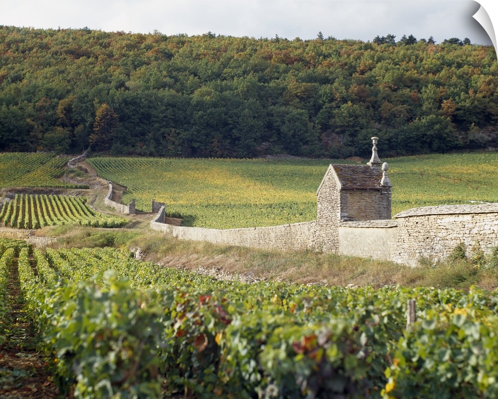 Stone wall dividing vineyards, Clos St. Jacques, Gevrey-Chambertin, Cote-dOr, Burgundy, France
