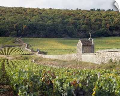 Stone wall dividing vineyards, Clos St. Jacques, Gevrey-Chambertin, Cote-dOr, Burgundy, France