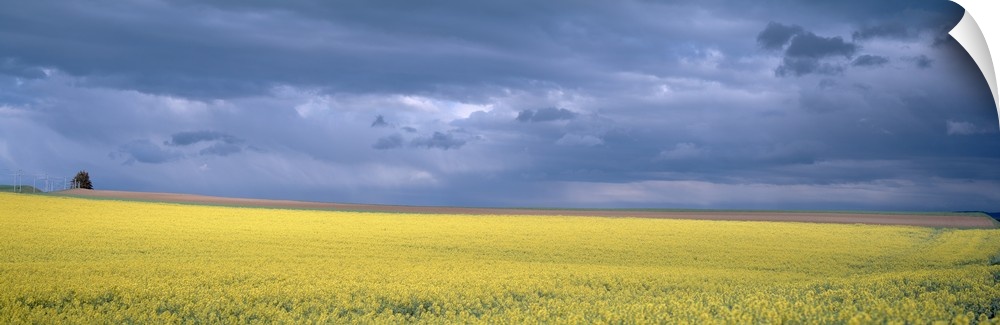 Storm Mustard (Rape) Field France