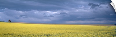 Storm Mustard (Rape) Field France