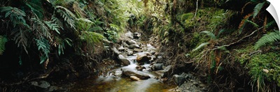 Stream flowing in a forest, Milford Sound, Fiordland National Park, South Island, New Zealand
