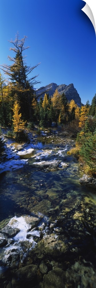 Vertical panoramic canvas of water running through a forest with fall foliage and a rugged mountain in the background.