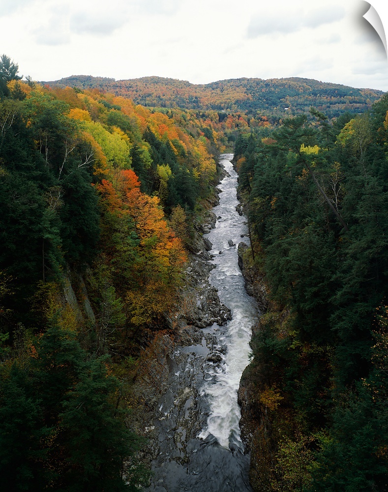 Stream flowing in a forest, Quechee Gorge, Windsor County, Vermont,