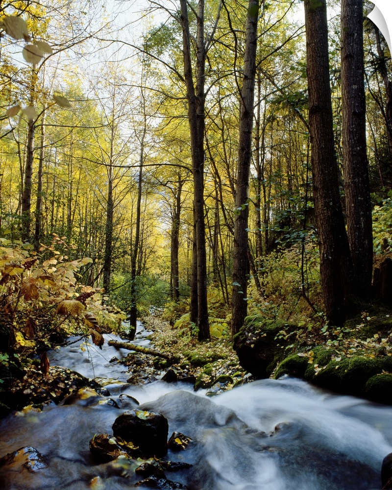 Stream flowing over boulders in autumn color forest, Alaska