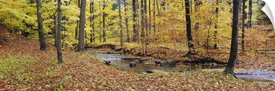 Stream flowing through a forest, Emery Park, East Aurora, Erie County, New York State