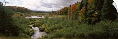 Stream flowing through a forest, Ottawa National Forest, Upper Peninsula, Michigan