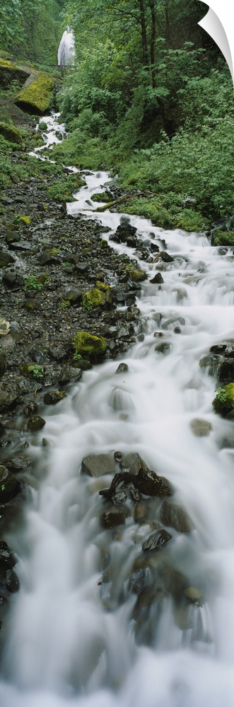 Stream flowing through a forest, Wahkeena Waterfall, Columbia River Gorge, Oregon