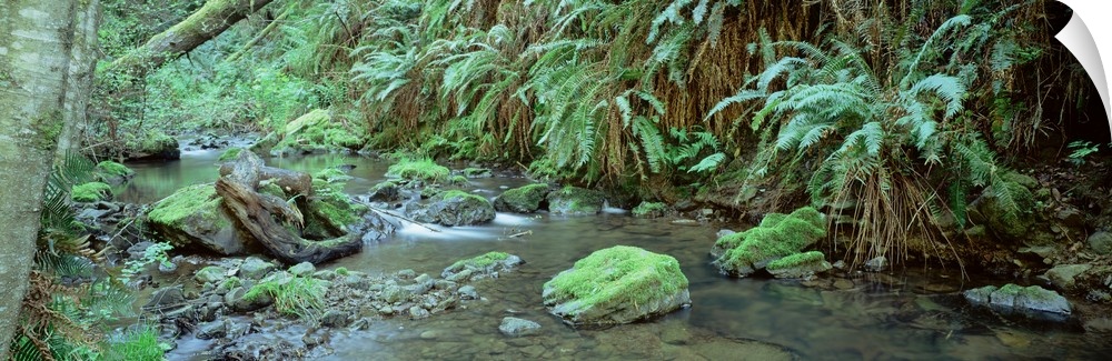 Stream flowing through a rainforest, Van Damme State Park, Mendocino, California