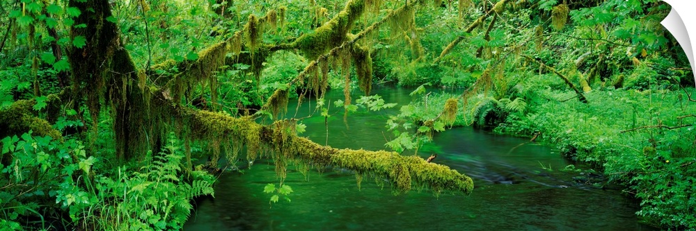 Stream flowing through Hoh Rainforest, Olympic National Park, Washington State