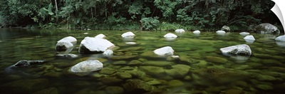 Stream in a forest, Mossman Gorge, Daintree National Park, Queensland, Australia