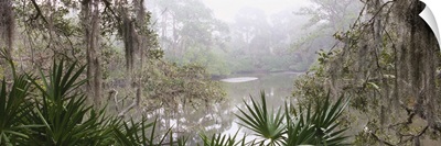 Stream passing through a forest, South Creek, Oscar Scherer State Park, Osprey, Sarasota County, Florida