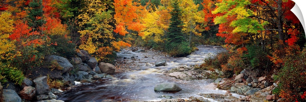 Big, panoramic, photographic wall hanging of a stream with large rocks, flowing through a bright forest of fall foliage in...