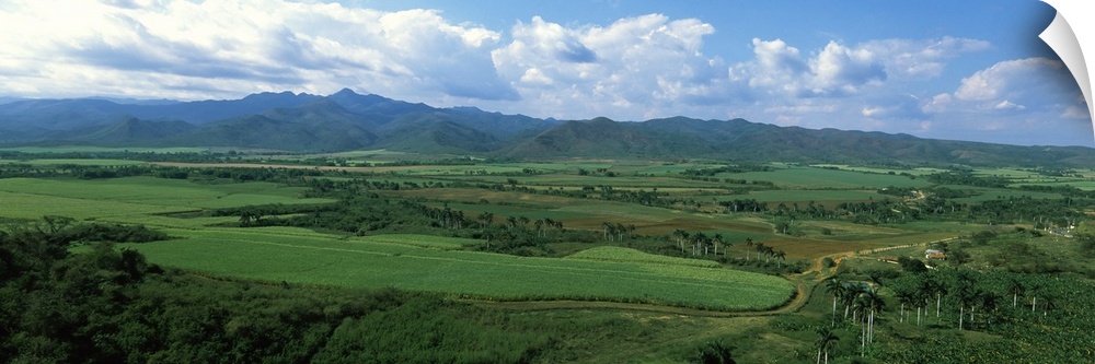Sugar cane fields, Cienfuegos, Cienfuegos Province, Cuba