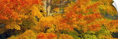 Sugar maple trees in autumn, White Mountain National Forest, New Hampshire,