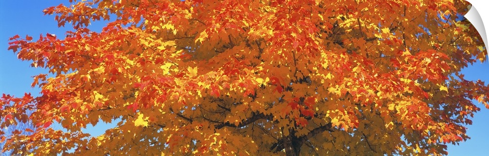 Large horizontal photograph of vibrant, fall colored leaves on a sugar maple tree, in front of a bright blue sky.
