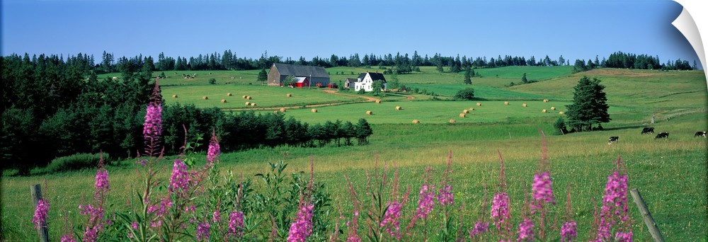 Summer Fields and Farm Prince Edward Island Canada