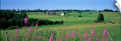 Summer Fields and Farm Prince Edward Island Canada