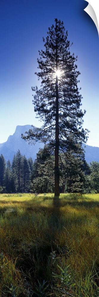 Large vertical photograph of a tall pine tree in a field in Yosemite Valley, the sun directly behind the tree, casting a s...