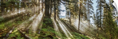 Sun rays passing through trees in forest, Southeast Alaska, Alaska