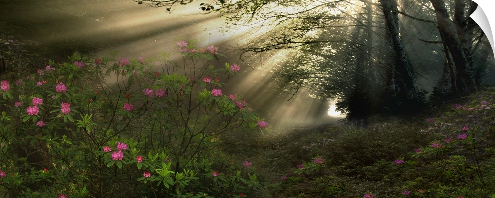 Giant, panoramic photograph of rays of sunlight streaming through trees in a forest, leading toward a flowered bush in the...