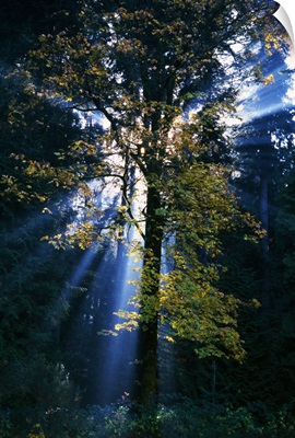 Sunbeams through misty forest, autumn color, Oregon, united states,
