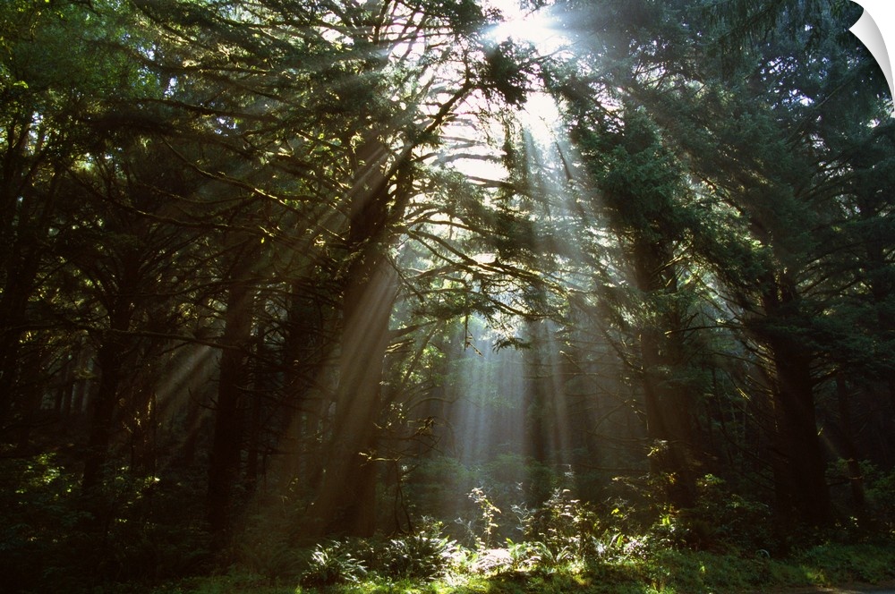 Shining sunlight crossing though a wooded grove of evergreen trees on the West Coast, falling on a bed of ferns.