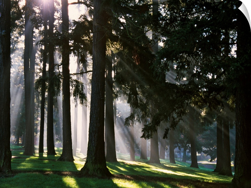 Light shining through tree trunks in a park in North West America in this landscape photograph.