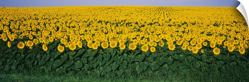 Sunflower Field MD