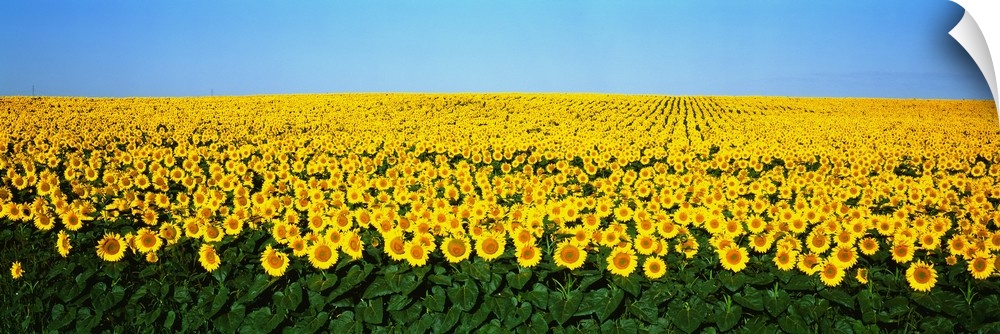 A panoramic photograph of a large sunflower field in North Dakota with blue sky on top.