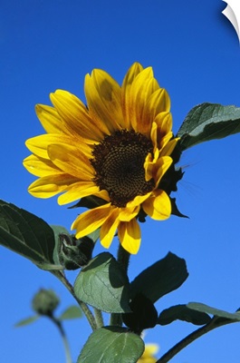 Sunflower in bloom, blue sky.