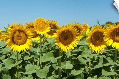 Sunflowers, Cadenet, Vaucluse, Provence-Alpes-Cote d'Azur, France