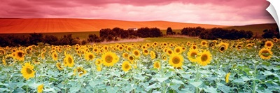 Sunflowers Corbada Spain