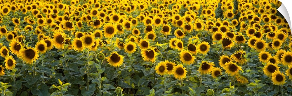 Panoramic photograph on a big wall hanging of a dense field of vibrant sunflowers in Bouches-Du-Rhone, Provence, France.