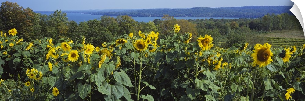 Sunflowers (Helianthus annuus) in a field, Leland, Michigan