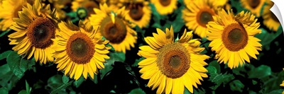 Sunflowers ND