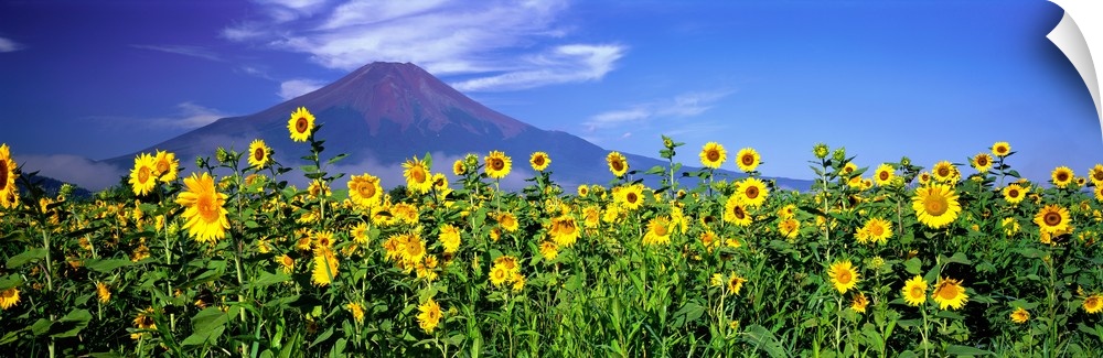 Panoramic photograph of sunflower meadow with volcano in the distance.