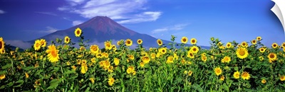 Sunflowers Oshino Yamanashi Japan