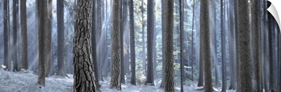 Sunlight passing through trees in the forest, South Bohemia, Czech Republic