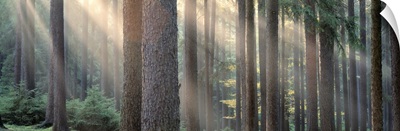 Sunlight shining through trees in a forest, South Bohemia, Czech Republic