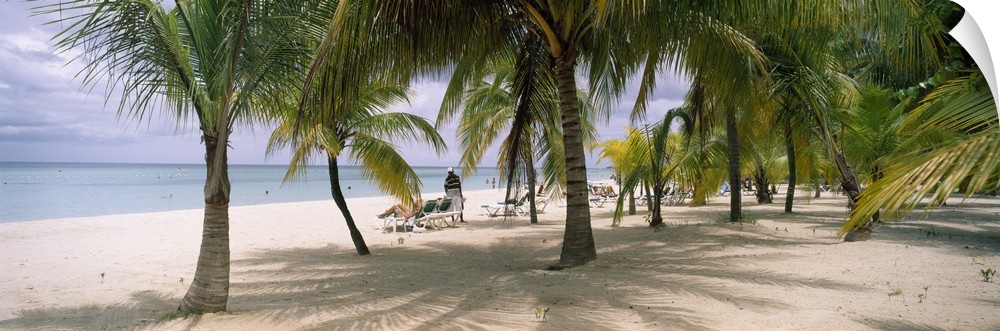 Panoramic photograph of palm trees on shoreline with ocean in the distance.  There are beach goers tanning in beach chairs...