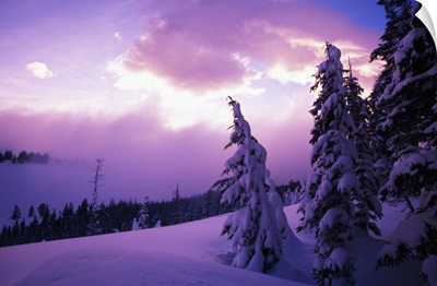 Sunrise light, snow-covered pine trees, Oregon Cascades, Oregon, united states,