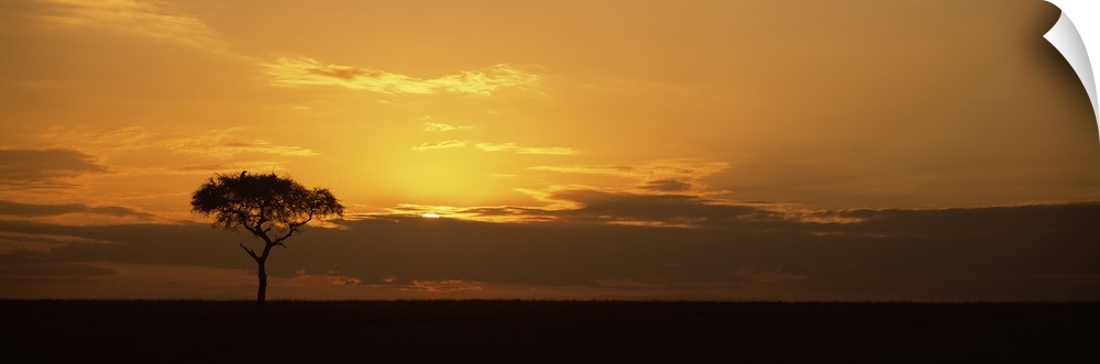 Sunrise over a landscape, Masai Mara National Reserve, Kenya