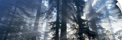 Sunrise Redwood National Park CA