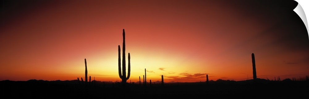 Panoramic photograph of cacti silhouettes in desert at dusk.