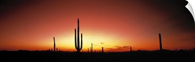 Sunset AZ