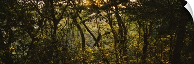 Sunset over a forest, Monteverde Cloud Forest, Costa Rica
