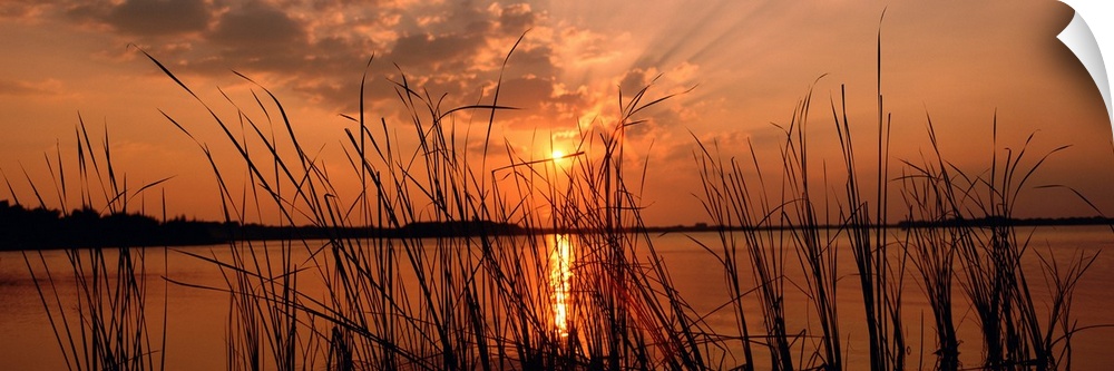 Panoramic photograph of the sun setting over the horizon behind close up of reeds.