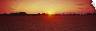 Sunset over a wheat field, Wood County, Ohio